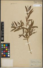 Foto von Salix purpurea L. x Salix viminalis L.